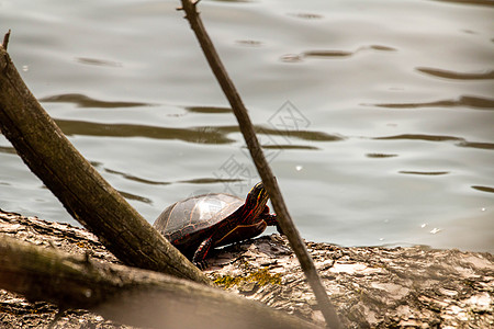 米德兰彩龟 在睡莲叶环绕的原木上晒太阳  加拿大安大略省松林省立公园环境沼泽菊科植物池塘平衡生物学甲壳动物公园图片