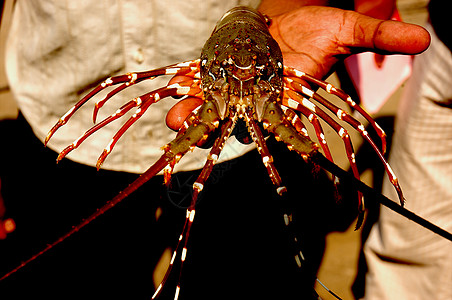 龙虾螃蟹海洋食物背景图片