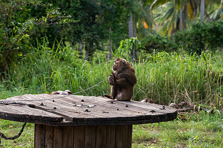 连锁猴子 在农场脖子上敲钟森林哺乳动物岛屿文化金属灵长类宠物荒野猕猴自由图片