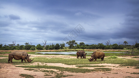 斯威士兰赫拉内皇家国家公园南部白犀牛动物濒危荒野栖息地犀科王国野生动物哺乳动物游戏保护区图片