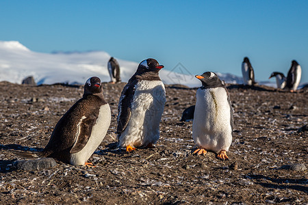 根托企鹅家族 在巴里诺斯岛的阳光下图片