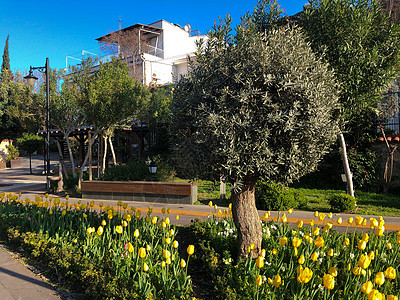 在阳光明媚的一天 有黄色郁金花朵和橄榄树的公园图片