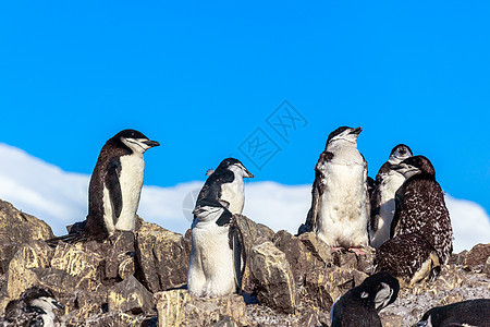 几只企鹅站在雪山的岩石上 它们站立在岩石上悬崖小鸡宠物家庭蓝色荒野顶峰野生动物羽毛鸟类图片