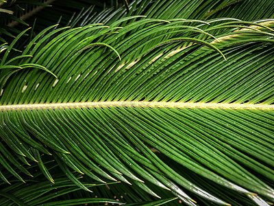 特写绿色热带棕榈叶丛林羽毛情调植物异国气候墙纸棕榈森林叶子图片