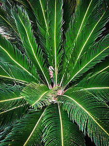 特写绿色热带棕榈叶叶子情调生长棕榈花园植物学羽毛丛林异国环境图片