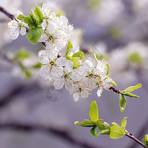 白花和青绿的叶子 开阔的梅树枝图片