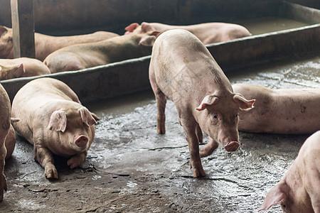 肥猪在猪养殖场吃过一顿饭后正在睡觉 猪养殖场是防止臭味和细菌的封闭系统商业动物食物兽医配种疾病谷仓农场养猪场检查图片