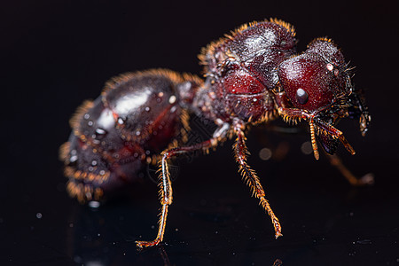 红棕蚂蚁 黑色背景红色木匠昆虫背景图片