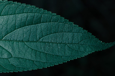 绿叶植物色调深色背景棕榈生长植物群植物学热带丛林墙纸叶子环境森林图片