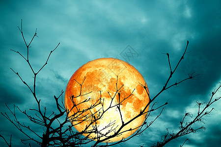 超超级血月后光影树枝干枯树天空森林月亮戏剧性血月月球云景植物亮度粉红色图片