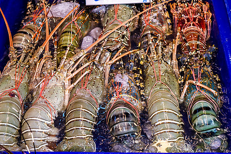 将新鲜龙虾排成一排放在冷冻板上街道柠檬热带餐厅团体海鲜饮食美食食物市场图片