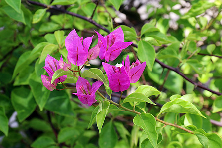 日光花朵 紫布哥伦佛罗兰花 粉红和紫色 背景模糊的花叶子公园农村植物群季节生态花园热带太阳气候图片