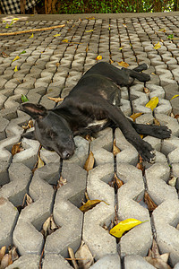 躺在混凝土草预制构件上的小黑狗 黑色的小狗 双腿张开 侧躺着 睡得很香 可爱的宠物在休息 阳光照在他的皮毛上睡眠黑与白动物犬类爪图片