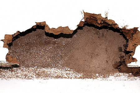 被白蚁或白蚁选择性聚焦吃掉的白蚁巢穴白蚁巢穴背景纹理昆虫蚂蚁植物隧道材料木质爬坡房子殖民地图片