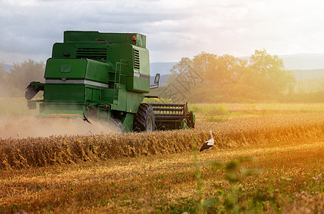 集成收割农机 收获黄金成熟的WHE机器农场场地农村工作粮食食物金子面包国家图片