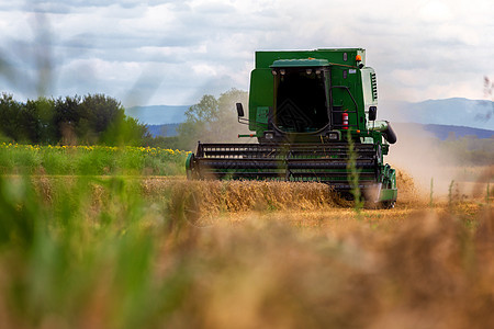 集成收割农机 收获黄金成熟的WHE机械土地国家场地谷物农田场景机器生产面包图片