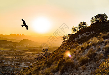 野生西班牙帝国鹰 在蒙特斯德托莱多图片