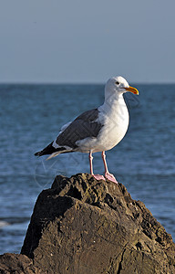 岩石上的海鸥海滩海鸟鸟类海岸海洋动物蓝色背景