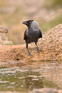 在池塘里饮用水动物群灰色乌鸦荒野野生动物动物白色黑色羽毛图片