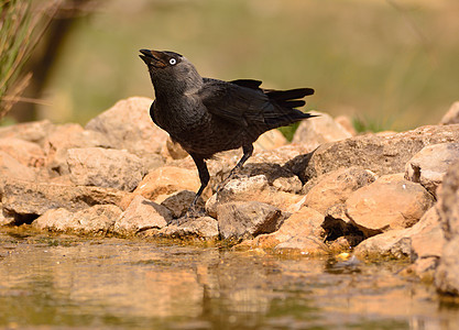 在池塘里饮用水野生动物动物羽毛灰色乌鸦白色黑色荒野动物群图片