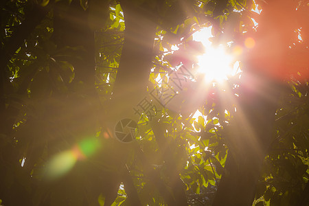 阳光树太阳雷和镜头闪光背景