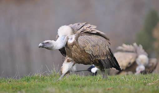 里昂草原上的格里芬秃鹫清道夫狮鹫猎物动物群荒野动物吉卜赛捕食者野生动物图片