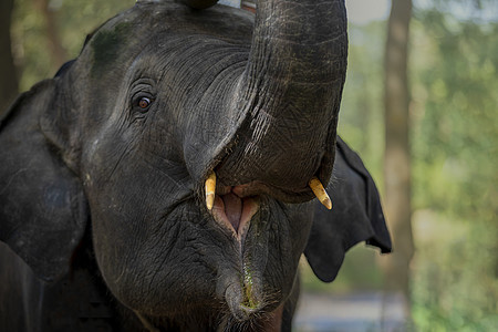 小大象在吃完饭后 抱着大象玩得开心图片