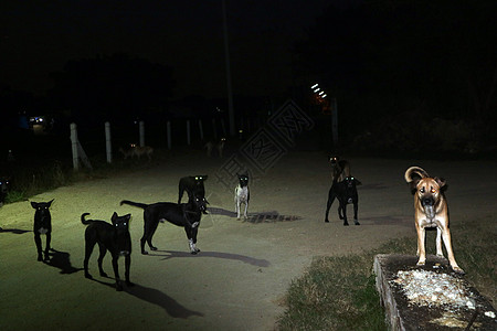 他们在夜间观野狗的眼中 等待着吃食物反射地面文化人行道眼睛公园寺庙城市宠物阴影图片