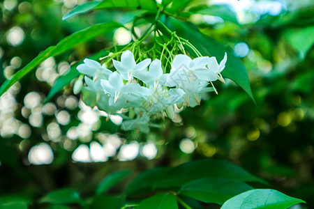 金露珠 鸽子莓 天花 杜兰塔天空叶子露珠异国植物群紫色植物学植物报复花园图片