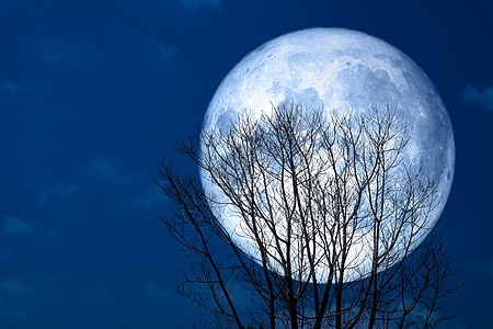夜空中的黑月背影树干枯背景图片