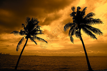 双周椰子树后海面的彩色云彩闲暇天空热带假期太阳旅行天堂季节情调海洋图片