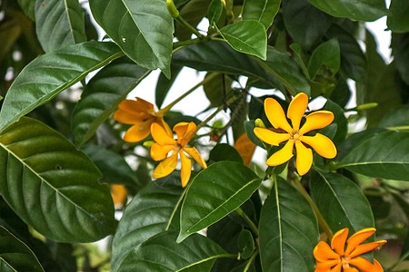 花椰树是一棵大热带灌木或小树 Bloom叶子栀子花金子香水宏观花瓣季节情调温泉花园图片