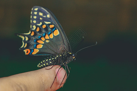 手上有蝴蝶 鲜亮美丽的蝴蝶 燕尾图片