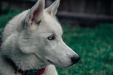 外边纯种男性西比亚霍斯基的肖像男性猎犬小狗毛皮类别阳光宠物雪橇犬类气候图片