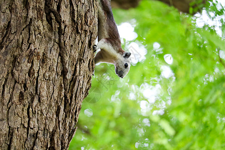 松松鼠在寻找果实吃的同时 小心翼翼的树枝荒野木头风化兔科树叶生物森林松鼠尾巴毛皮图片