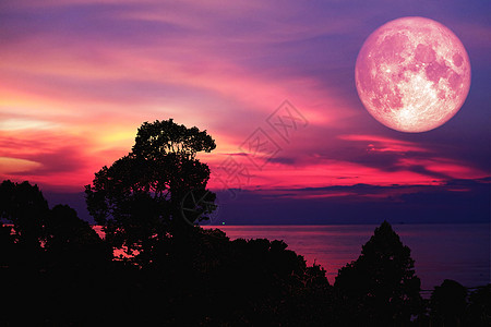 粉色月亮背影树植物和夜空中的云图片