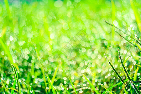 花园里的绿草和早晨叶子上水滴的模糊季节天空场地雨滴植物群草地生长宏观牧场彩虹图片