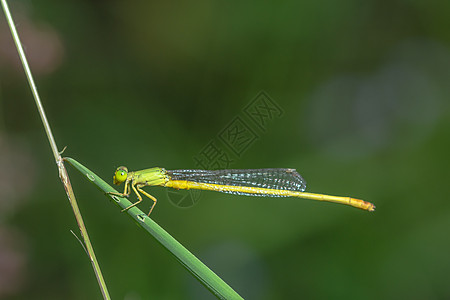 Zygoptera黄绿色白色昆虫背景图片