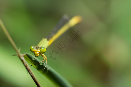 Zygoptera黄绿色昆虫白色背景图片
