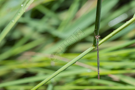 Zygoptera 绿色宏蜻蜓蓝色背景图片