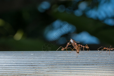 特写蚂蚁红色团队昆虫宏观动物图片