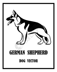 白色牧羊人狗德国牧羊犬黑色和白色 eps 1设计图片