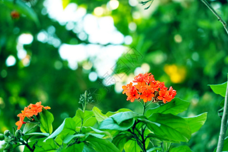 盖格树或有红橙花和绿花园植物学生活季节花园橙子花粉植物群树叶植物公园图片