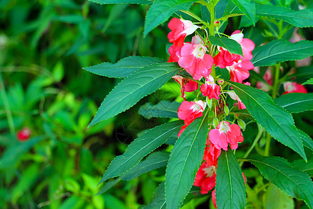 花园Balsam 玫瑰Balsam红花束花背景图片