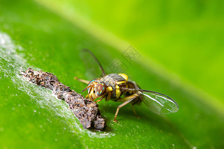 水果果苍蝇动物宏观昆虫绿色害虫图片