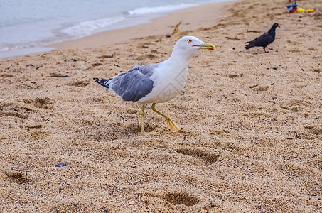 黄腿海鸥沿着海洋附近的沙滩行走图片