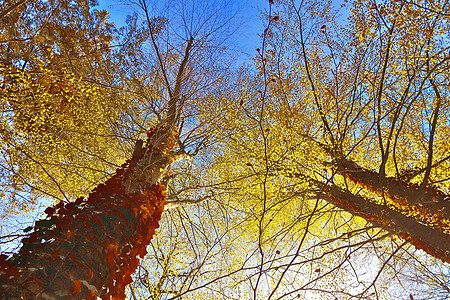 在eu发现的金色秋天风景的美丽全景横梁黄色橙子公园树木天空人行道树叶红色环境图片