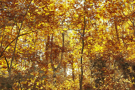 在eu发现的金色秋天风景的美丽全景环境红色森林季节树叶绿色公园天空叶子蓝色自然高清图片素材