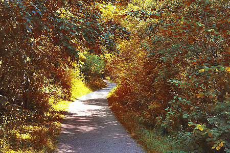 在eu发现的金色秋天风景的美丽全景叶子木头蓝色公园天空森林绿色环境季节阳光图片