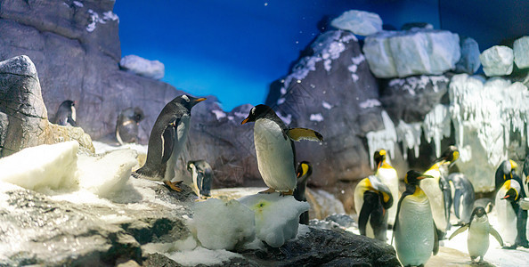 在大阪水族馆凯伊的 根托企鹅和金企鹅民间岩石生态生活海洋荒野野生动物羽毛团体眼睛图片